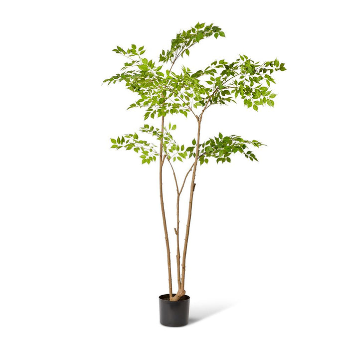 China Doll Tree - Green, 235cm (H)