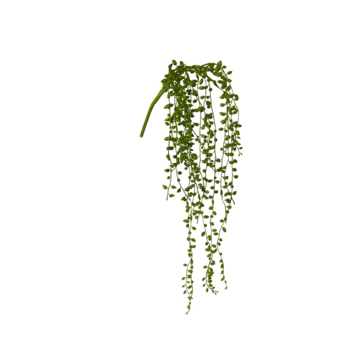 String of Pearls Hanging Plant Pack Of 12 - Green, 49cm (H)