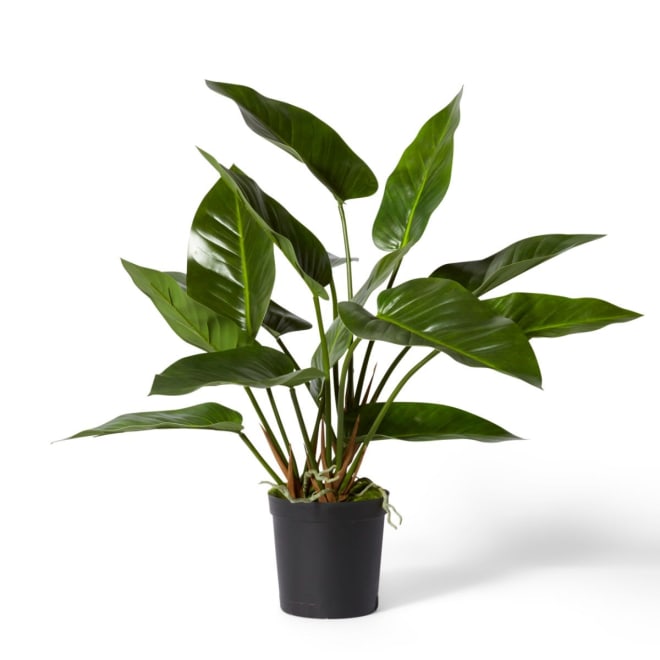Anthurium DeLuxe Potted - Green, 70cm (H)