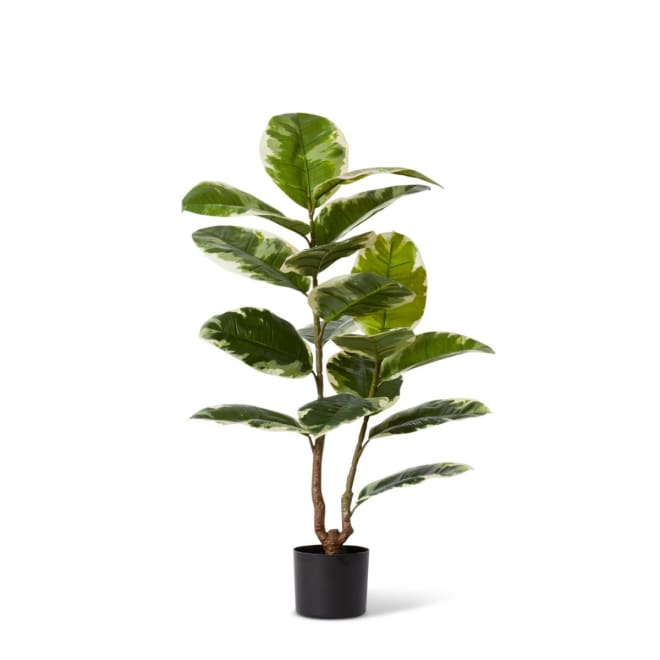 Rubber Plant Grand Potted - Green White, 90cm (H)