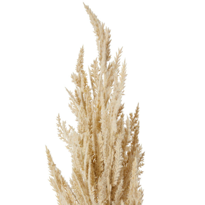 Pampas Grass Stem Pack of 12 - Beige, 94cm (H)