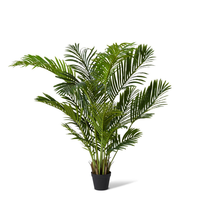Palm Areca - Green, 115cm (H)