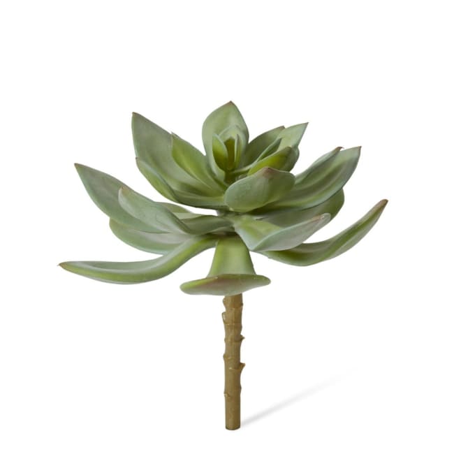 Echeveria Stem Pack Of 12 - Green, 15cm (H)
