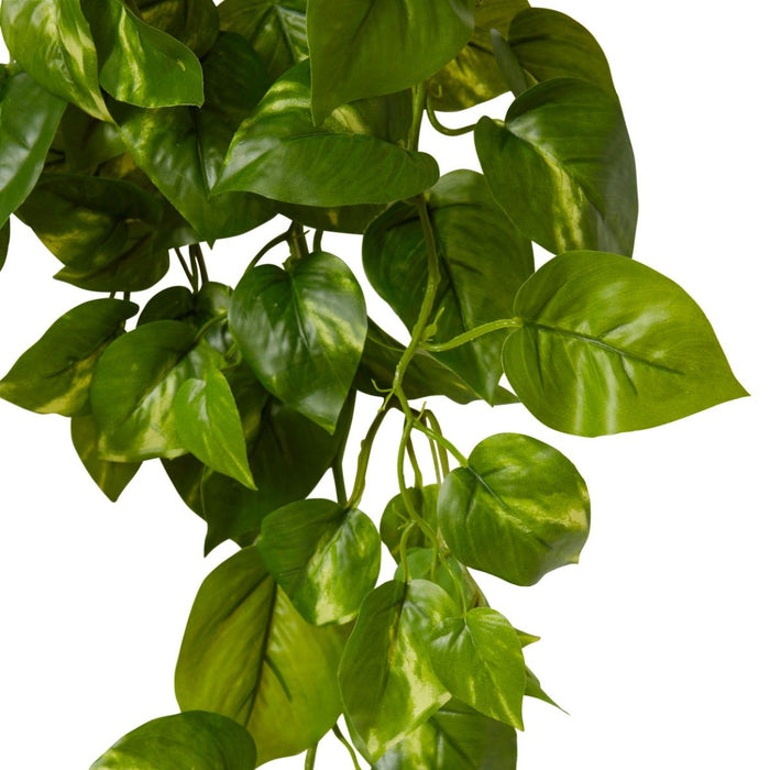 Pothos Hanging Plant Pack of 6 - Variegated, 66cm (H)