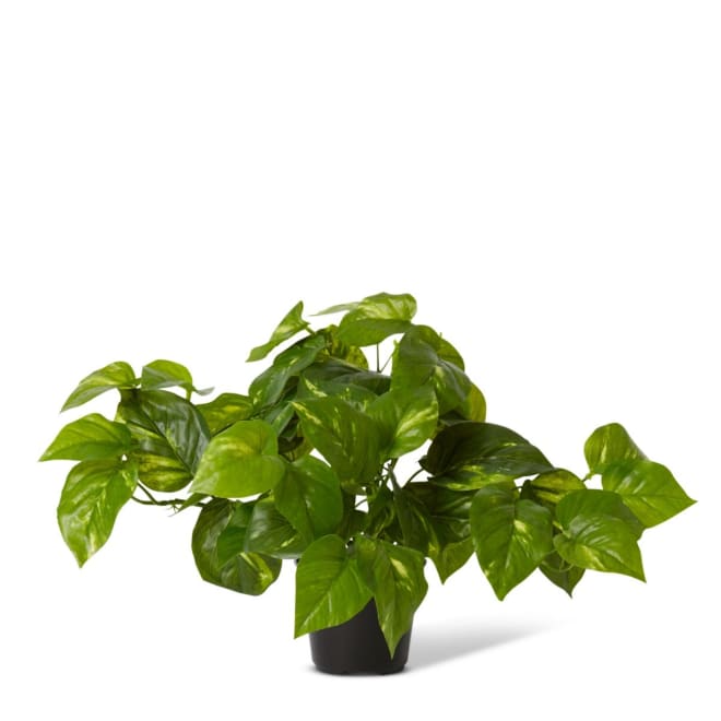 Pothos Golden Potted - Variegated, 30cm (H)