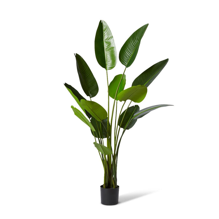 Bird of Paradise Grand - Green, 183cm (H)