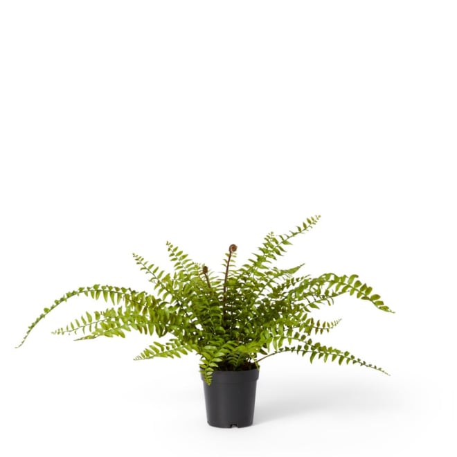 Fern Lush Boston Potted - Green, 55cm (H)