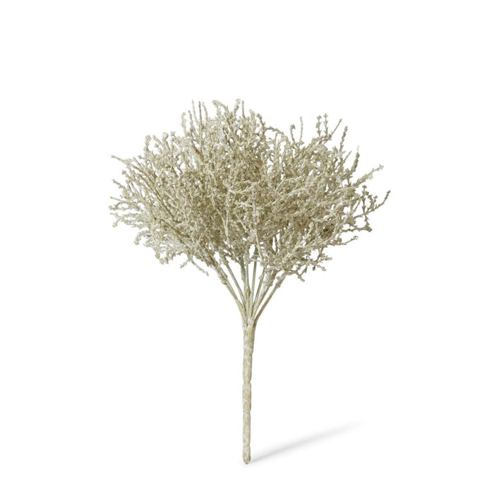 Santolina Bush Pack of 24 - Grey, 27cm (H)