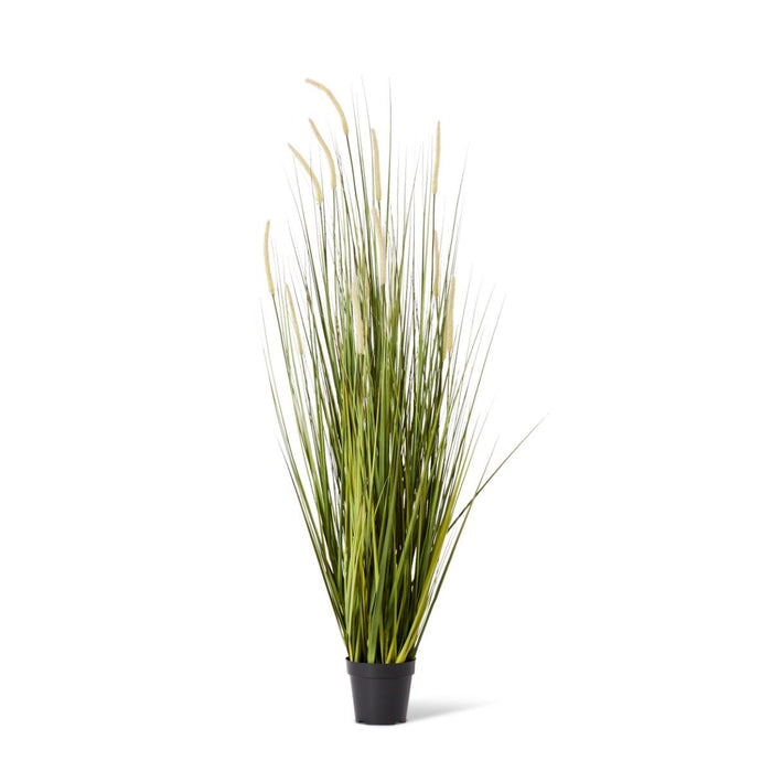 Grass Foxtail Potted - Green/White, 150cm (H)