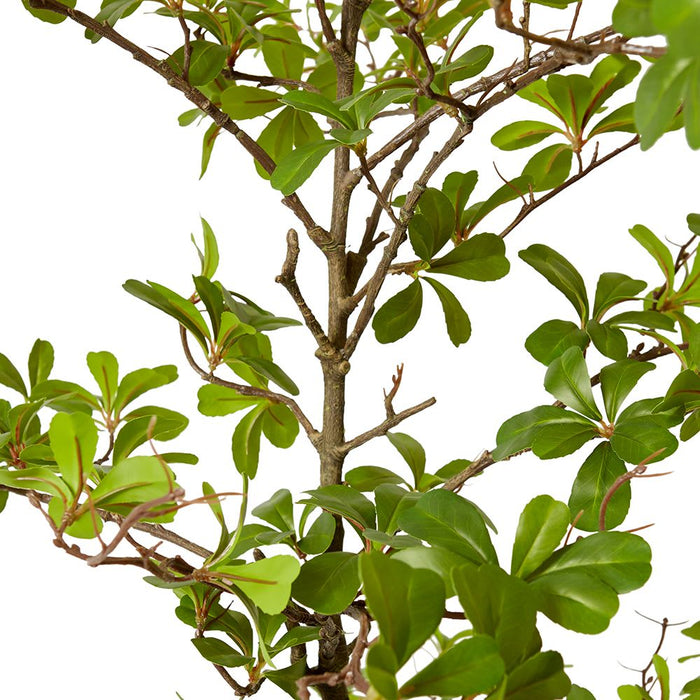 Black Olive Tree - Green, 152cm (H)