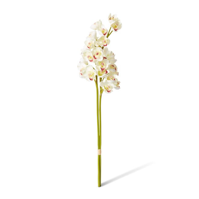 Cymbidium Stem Bundle x 2 Pack of 6 - White, 74cm (H)