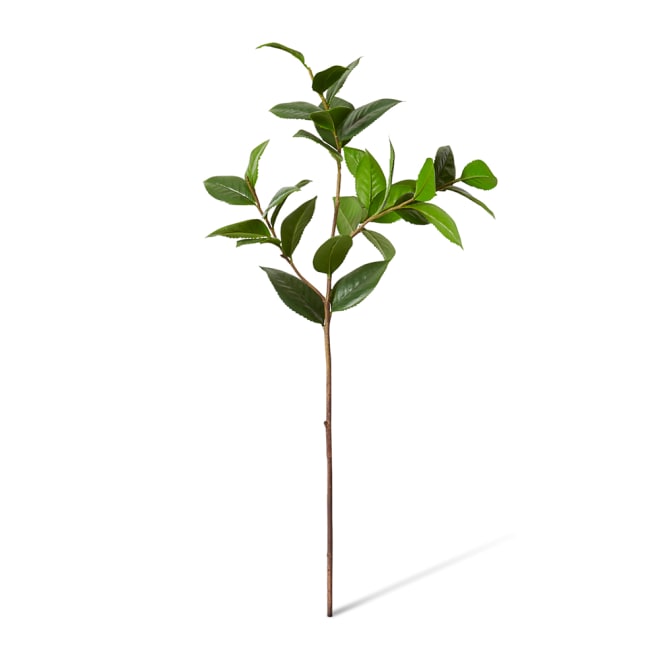 Camellia Leaf Spray Pack Of 12 - Green, 84cm (H)