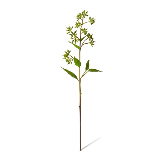 Eucalyptus Jarrah Seed Spray Pack Of 12 - Green, 74cm (H)