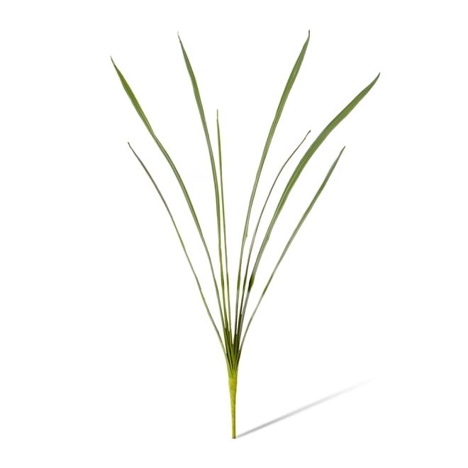 Orchid Cymbidium Foliage Pack of 12 - Green, 84cm (H)