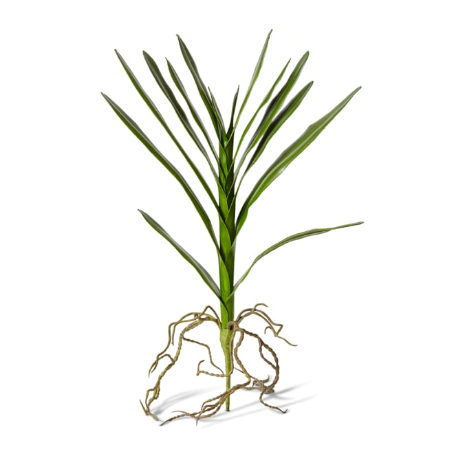 Orchid Vanda Foliage Pack of 12 - Green, 51cm (H)