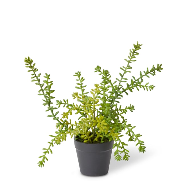 Sedum Plant - Green, 25cm (H)