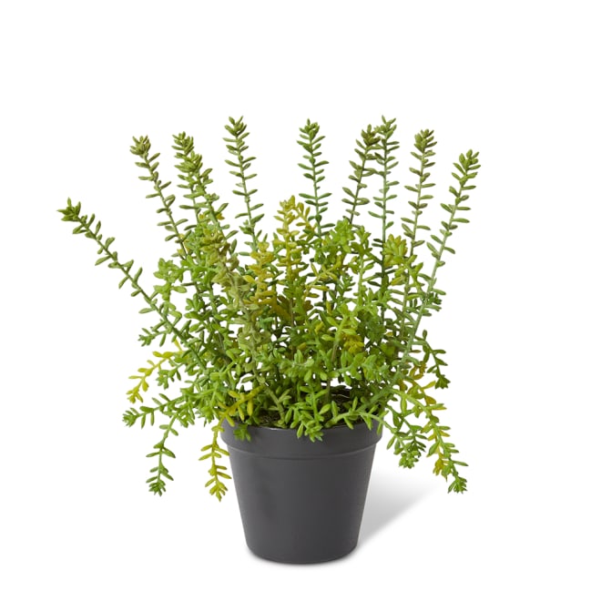 Sedum Plant - Green, 32cm (H)