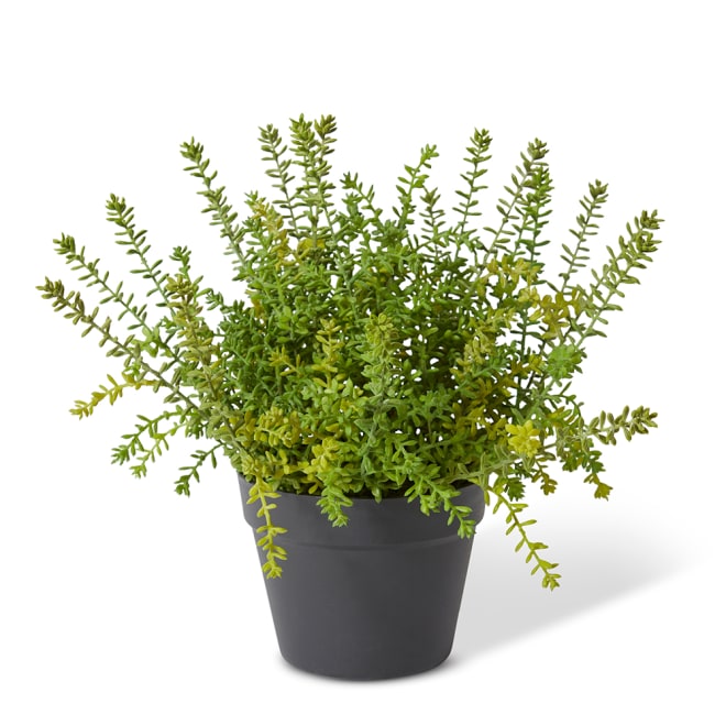 Sedum Plant - Green, 39cm (H)