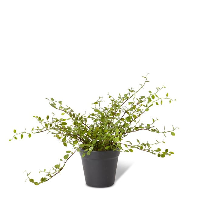 Angel Vine Bush - Green, 25cm (H)