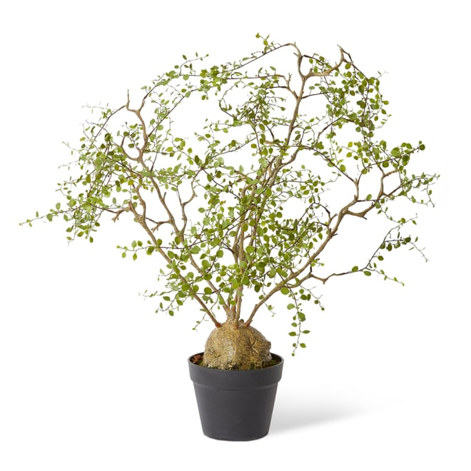 Angel Vine Plant - Green, 91cm (H)