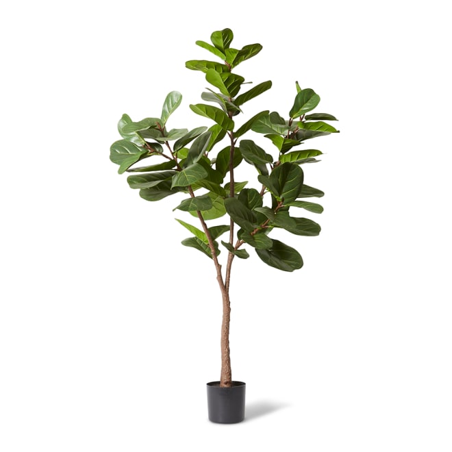 Fiddle Lush Tree - Green, 180cm (H)
