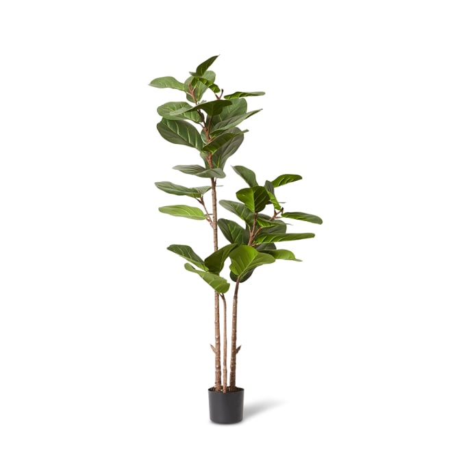 Fiddle Lush Tree - Green, 145cm (H)