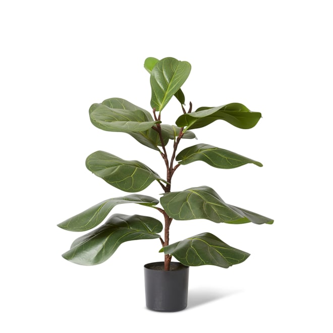 Fiddle Lush Tree - Green, 70cm (H)