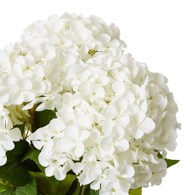 Hydrangea Garden Bush Pack of 6 - White, 56cm (H)