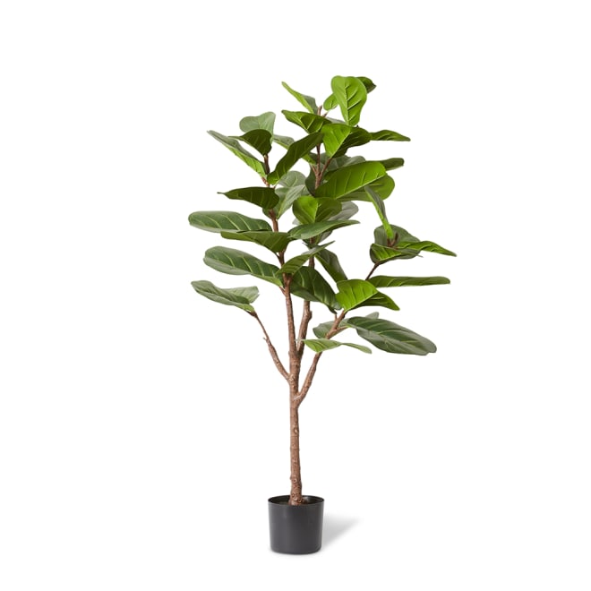 Fiddle Lush Tree - Green, 150cm (H)
