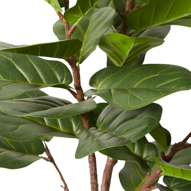Fiddle Lush Tree - Green, 150cm (H)