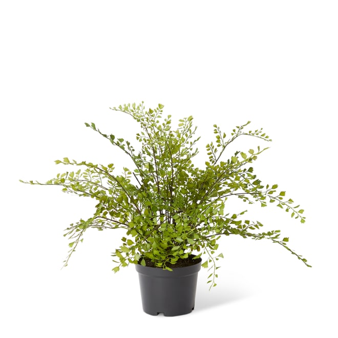 Maiden Hair Fern - Green, 48cm (H)
