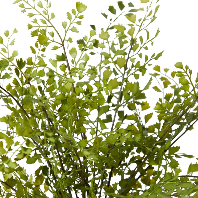 Maiden Hair Fern - Green, 48cm (H)