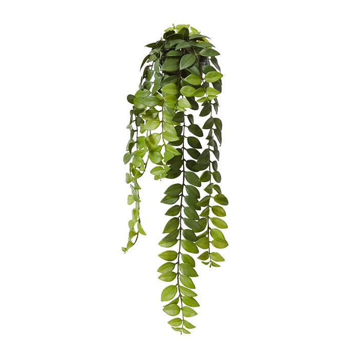 Honey Locust Hanging Plant - Green, 86cm (H)