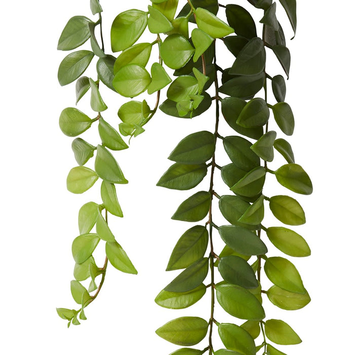 Honey Locust Hanging Plant - Green, 86cm (H)