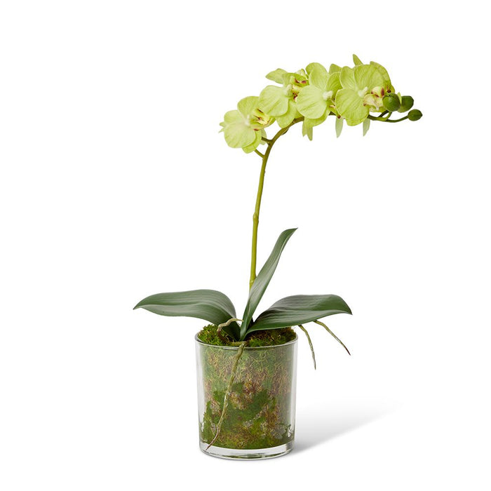 Phalaenopsis Mini - Green/Clear, 30cm (H)