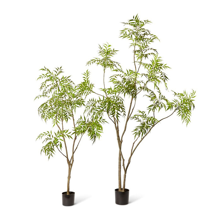 Mahonia Tree - Green, 180cm (H)