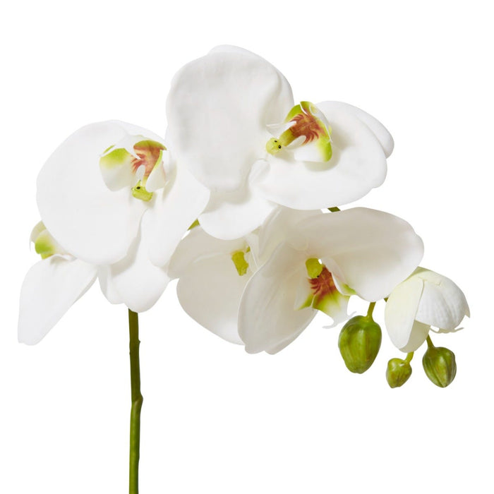 Phalaenopsis Luxe Plant Pack of 4 - White, 76cm (H)