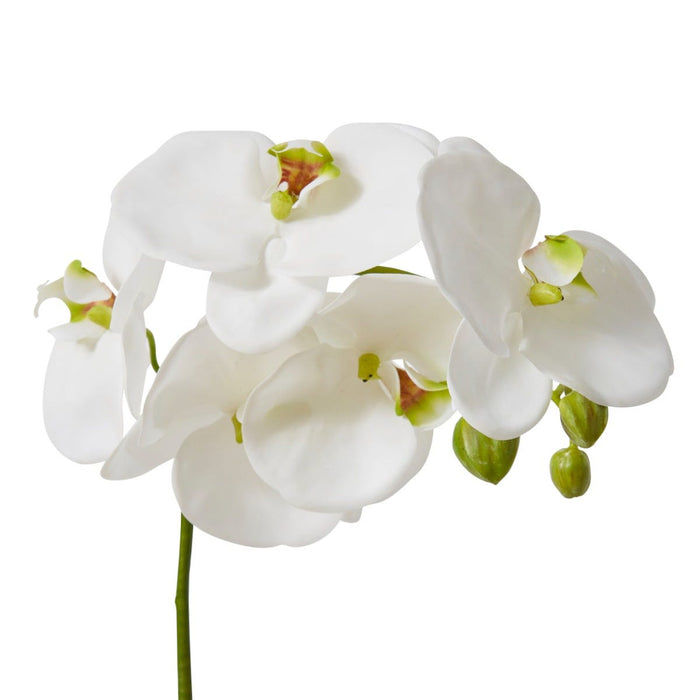 Phalaenopsis Luxe Plant Pack of 6 - White, 62cm (H)