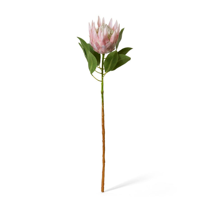 Protea King Stem Pack of 12 - Pink, 74cm (H)