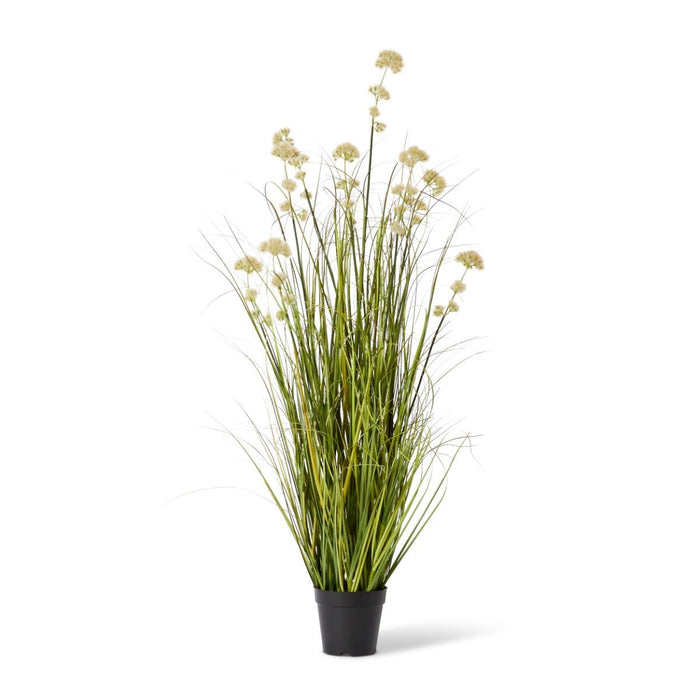 Grass Pom Pom Reed Potted - Green/Cream, 122cm (H)
