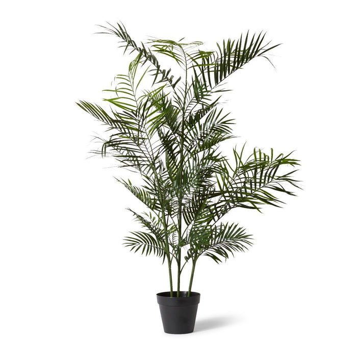 Palm Areca (Outdoor) - Green, 150cm (H)