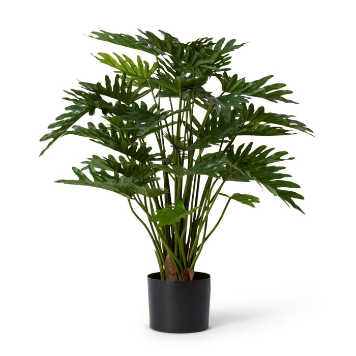 Philodendron Lacy Potted - Green, 75cm (H)