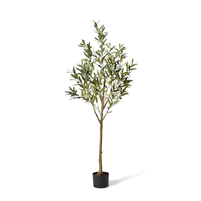 Olive Tree - Grey Green, 152cm (H)