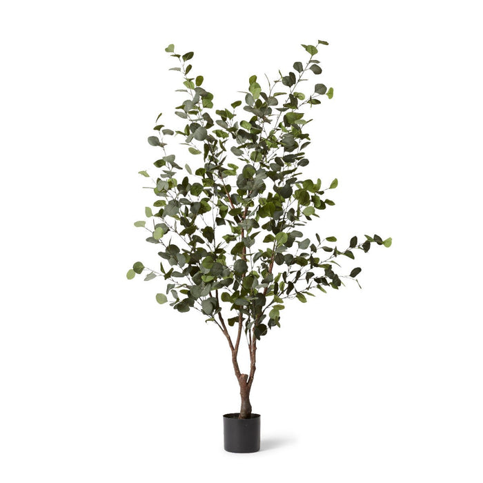 Eucalyptus Tree - Green, 180cm (H)