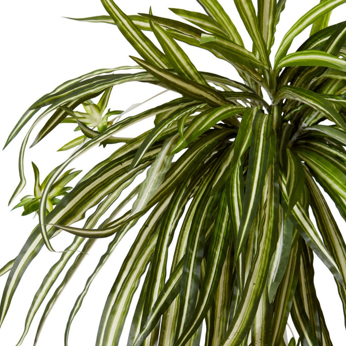 Spider Plant Pack of 6 - Variegated, 50cm (H)