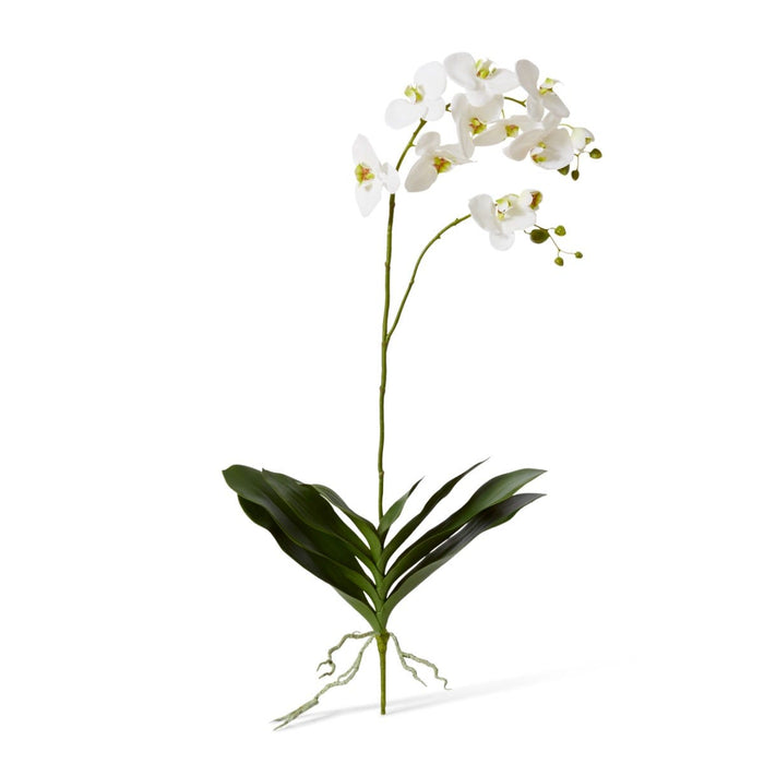 Phalaenopsis Luxe Plant Pack of 4 - White, 103cm (H)