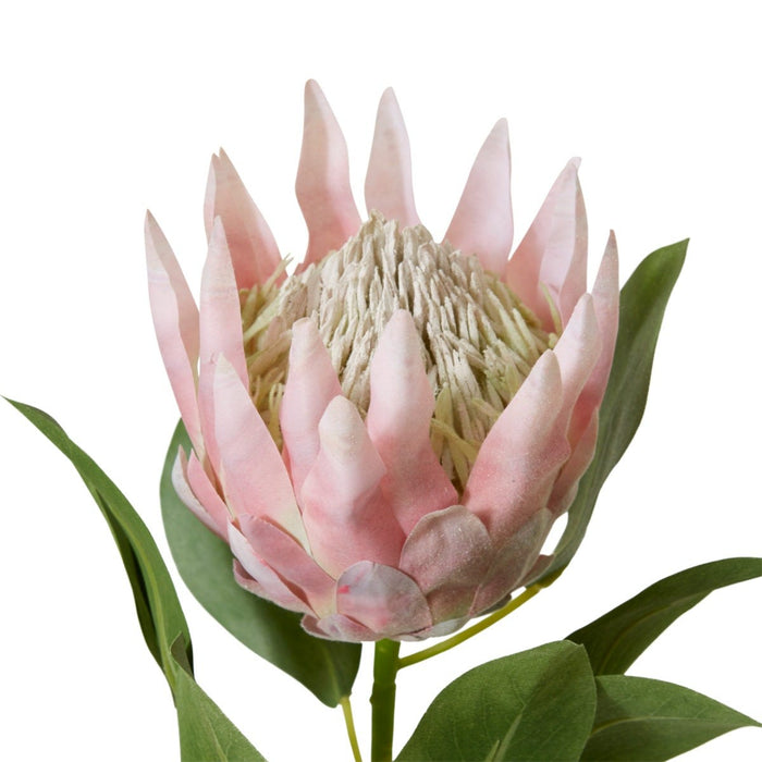 Protea King Stem Pack of 12 - Pink, 74cm (H)