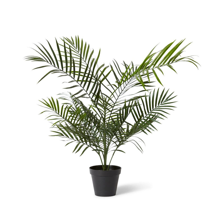 Palm Areca (Outdoor) - Green, 90cm (H)