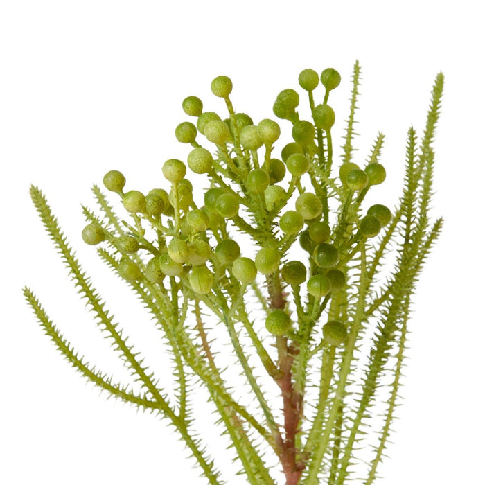 Berzelia Spray Pack of 12 - Green, 46cm (H)
