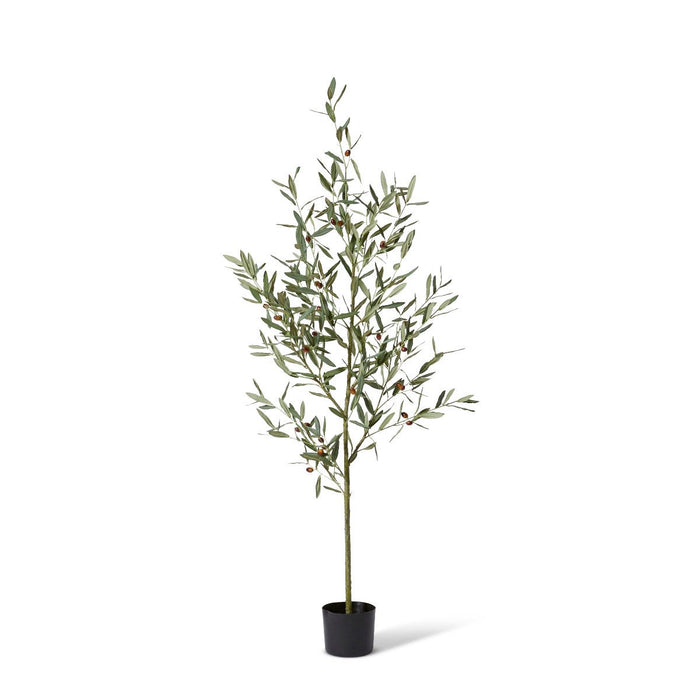 Olive Tree - Grey Green, 170cm (H)